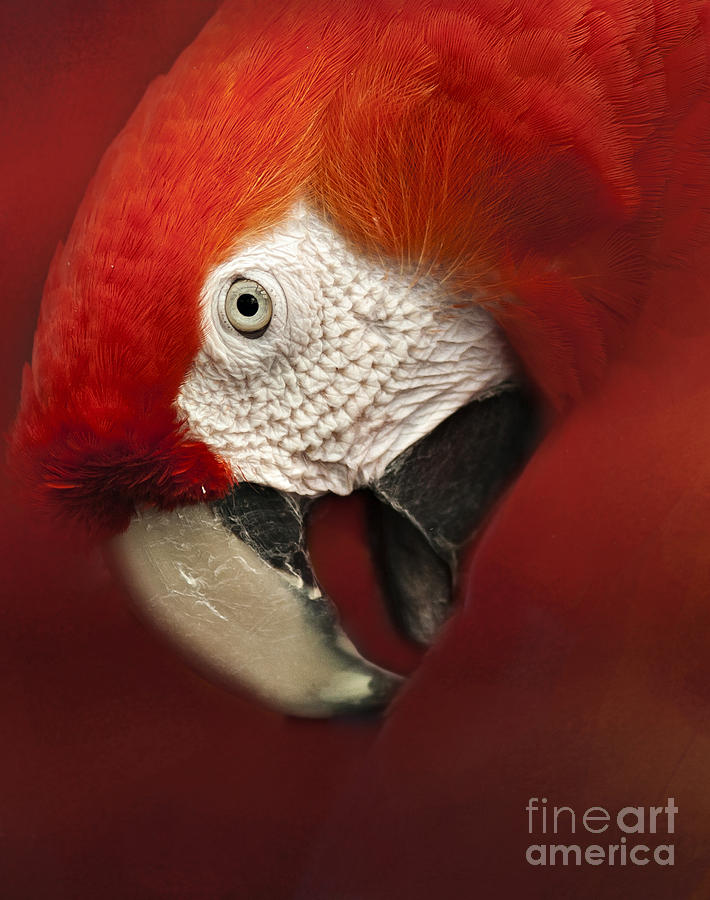 Parrot Portrait Photograph by Pam  Holdsworth