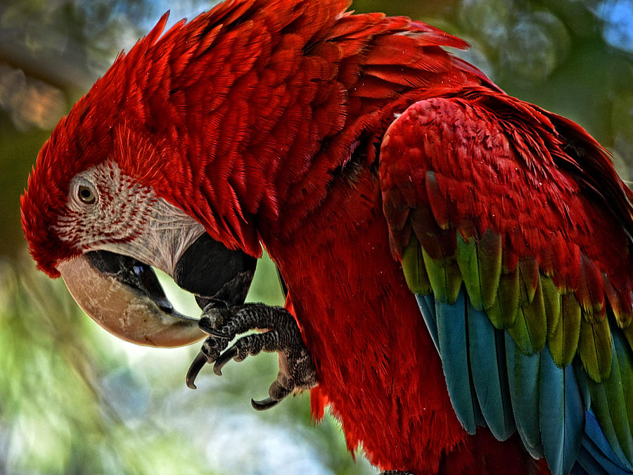Parrot Preen HDR Photograph by Maggy Marsh