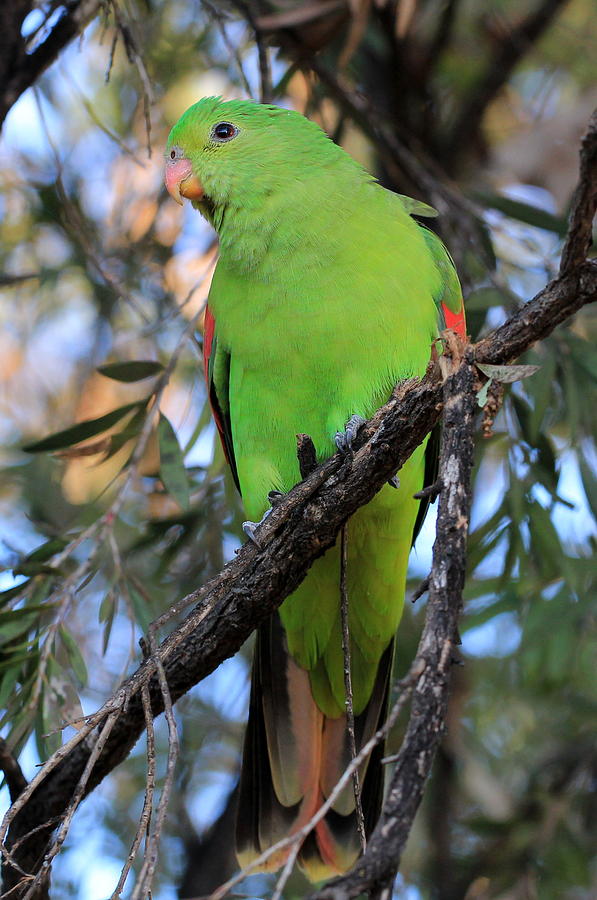 Parrot Pride Photograph by Philip Hartnett - Fine Art America