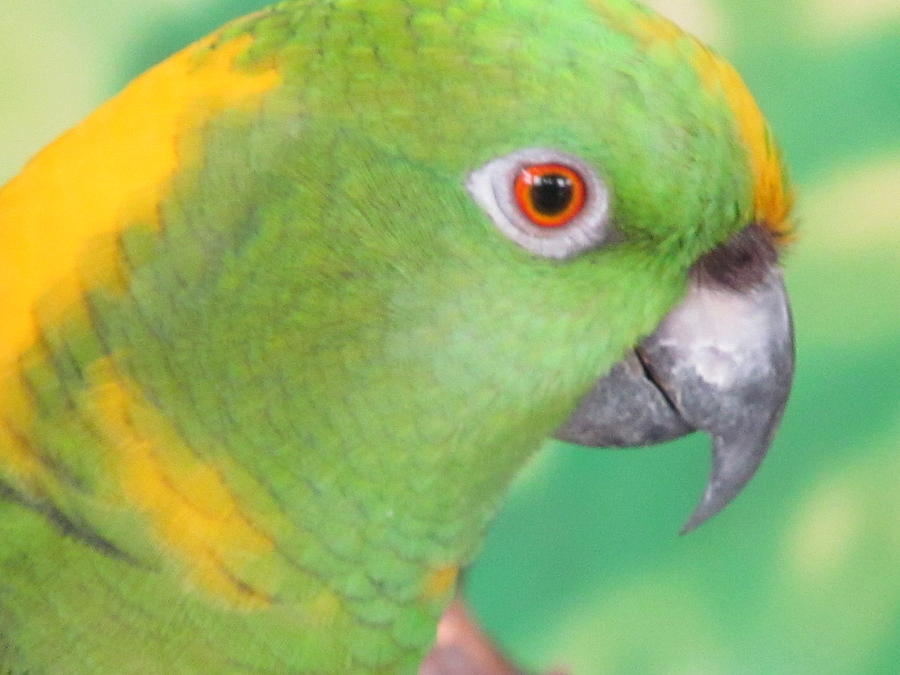 Parrot Profile Photograph by Loretta Pokorny