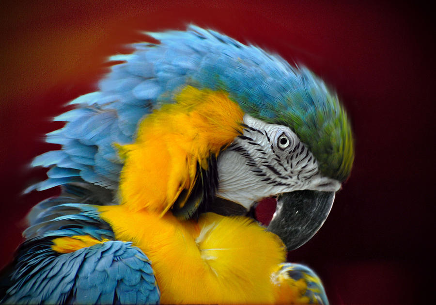 Parrot Photograph by Savannah Gibbs