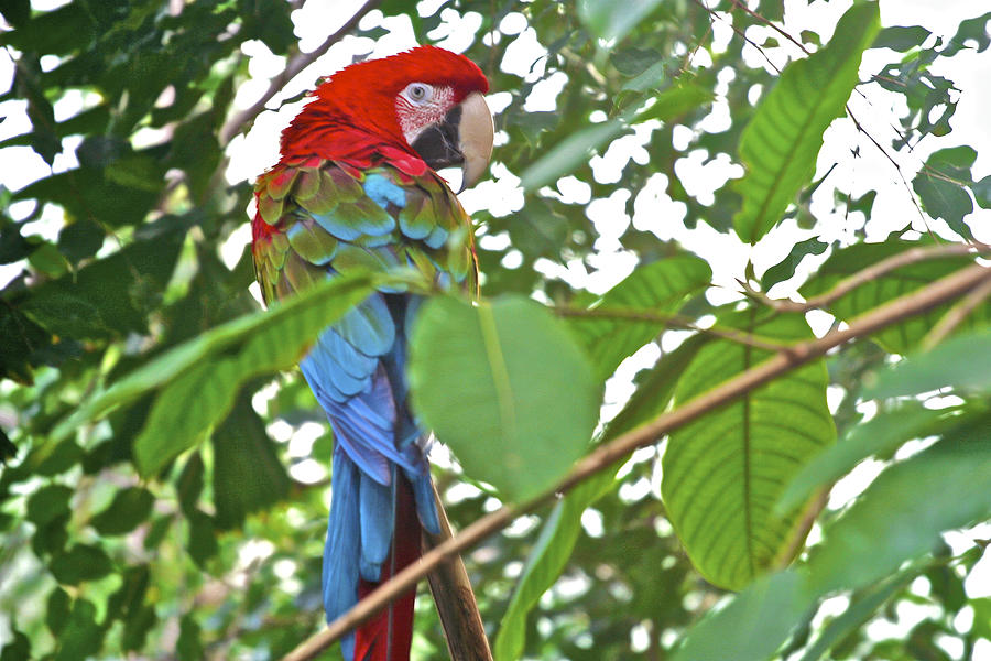 Parrot Photograph by SC Heffner