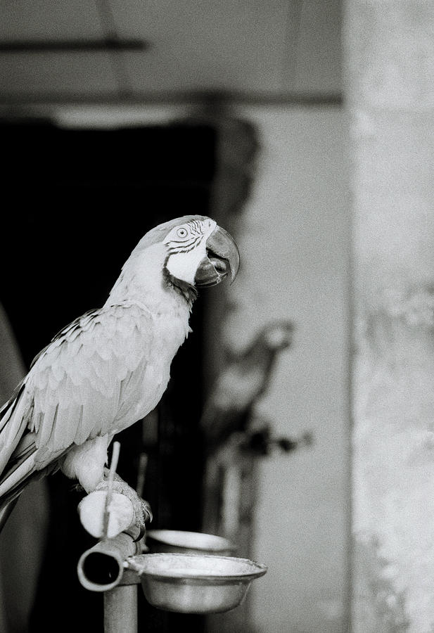 Parrot Photograph - The Beautiful Parrot by Shaun Higson
