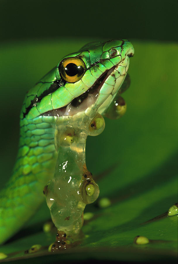 Parrot Snake Eating Frog Eggs Photograph by Christian Ziegler