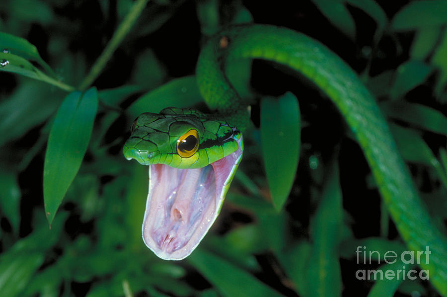 Parrot Snake Photograph by Gregory G. Dimijian