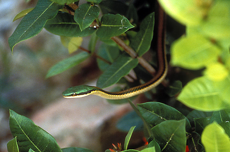 Parrot Snake Photograph by J. Gerard Sidaner