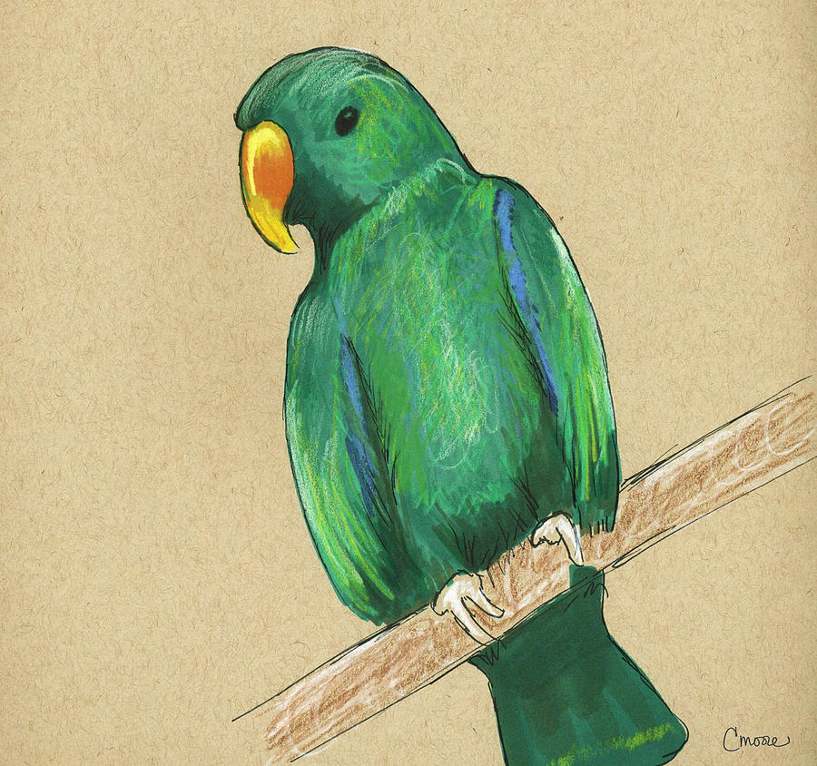 Parrot drawing by me : r/parrots
