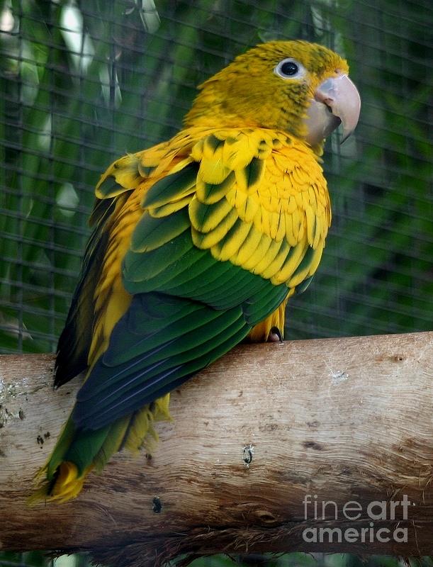 Parrot Photograph by Susanne Baumann