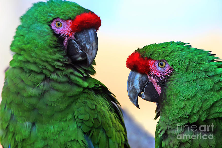 Parrot Talk Photograph by Tap On Photo