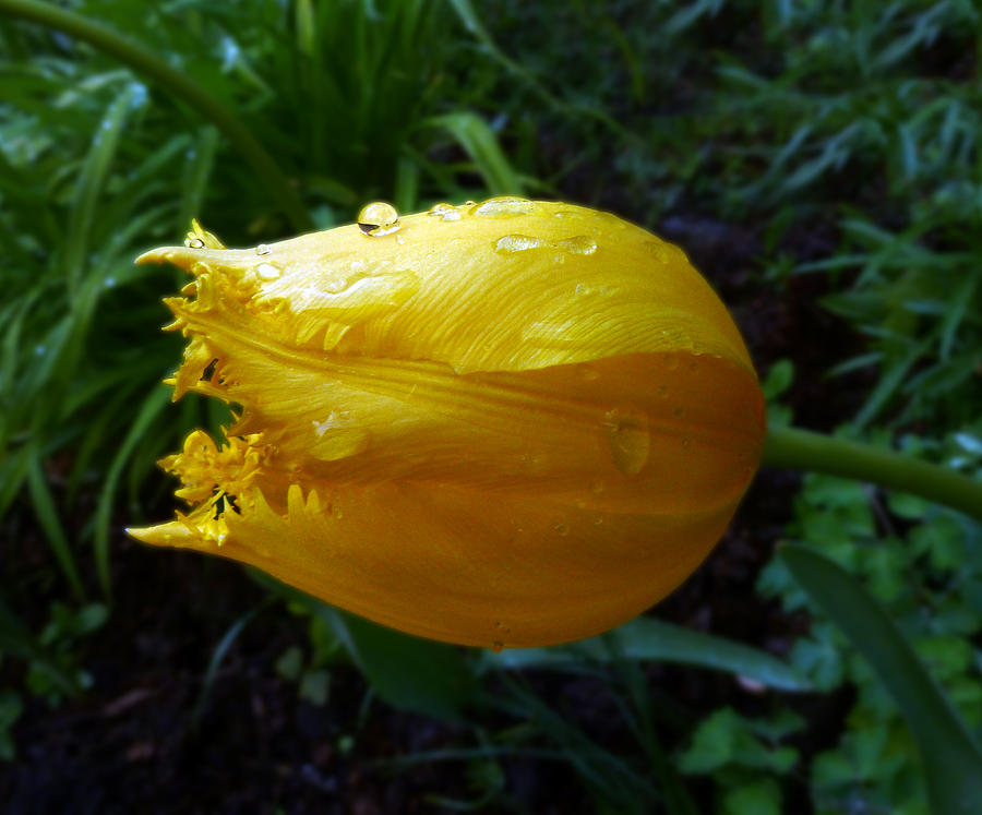 Yellow Flower Photograph - Parrot Tulip Adorned By Droplets by Baato  