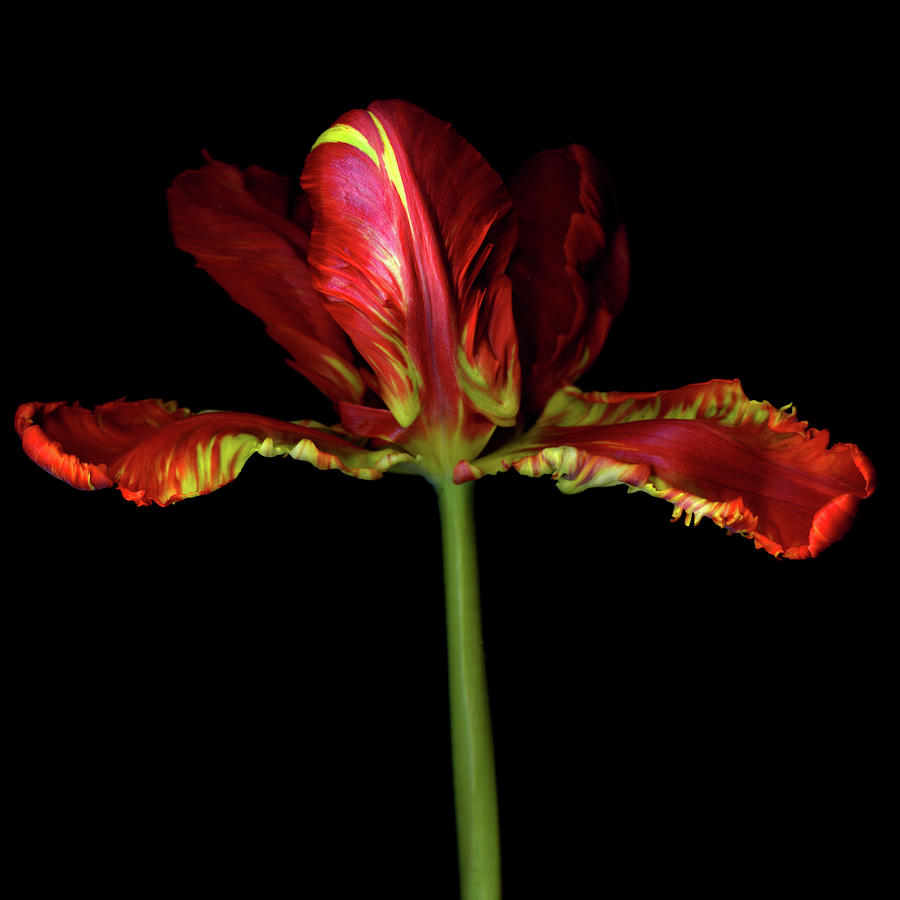 Parrot Tulip Flower Photograph by Photograph By Magda Indigo
