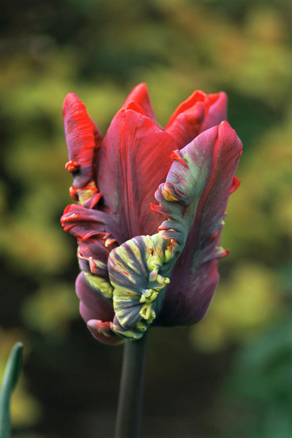 Parrot Tulip (tulipa rococo) Photograph by Archie Young/science Photo Library