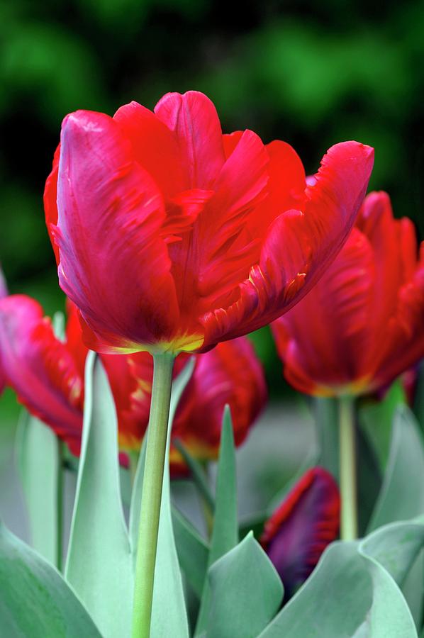 Parrot Tulip (tulipa rococo) Photograph by Brian Gadsby/science Photo Library