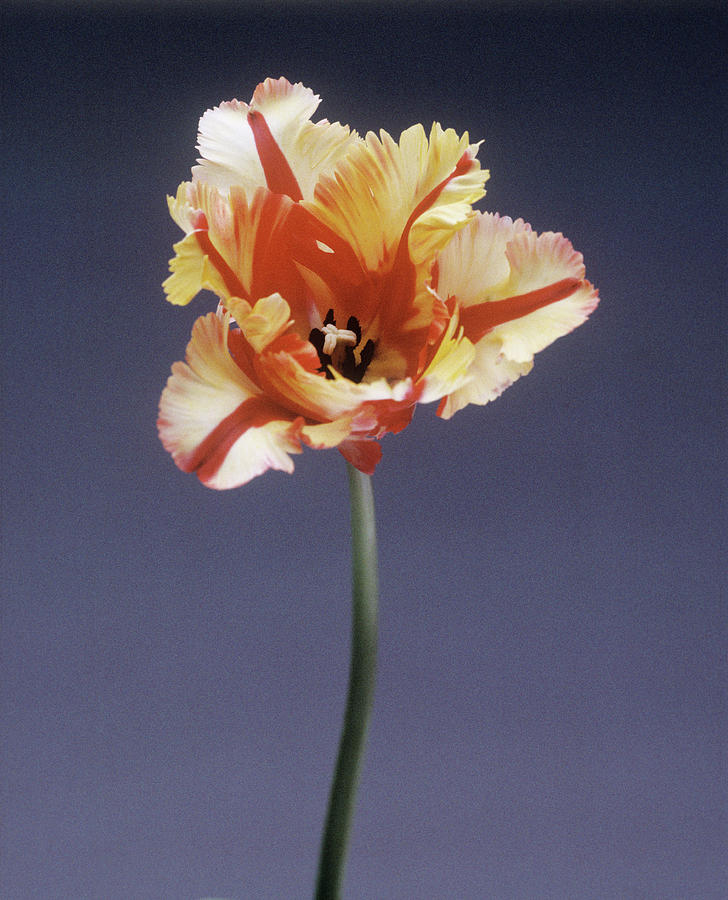 Parrot Tulip (tulipa Sp.) Photograph by Rowland Roques Oneil/ Science Photo Library