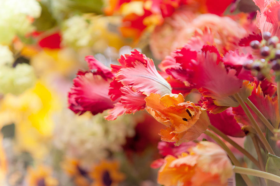 Parrot Tulips. Amstedam Flower Market Photograph by Jenny Rainbow