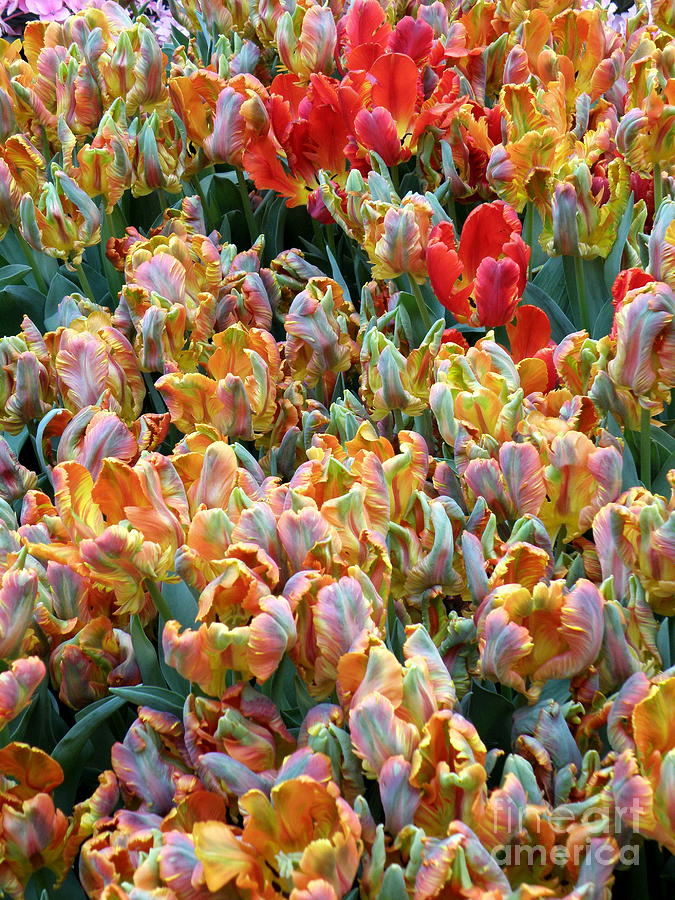 Parrot Tulips Photograph by Tatyana Searcy