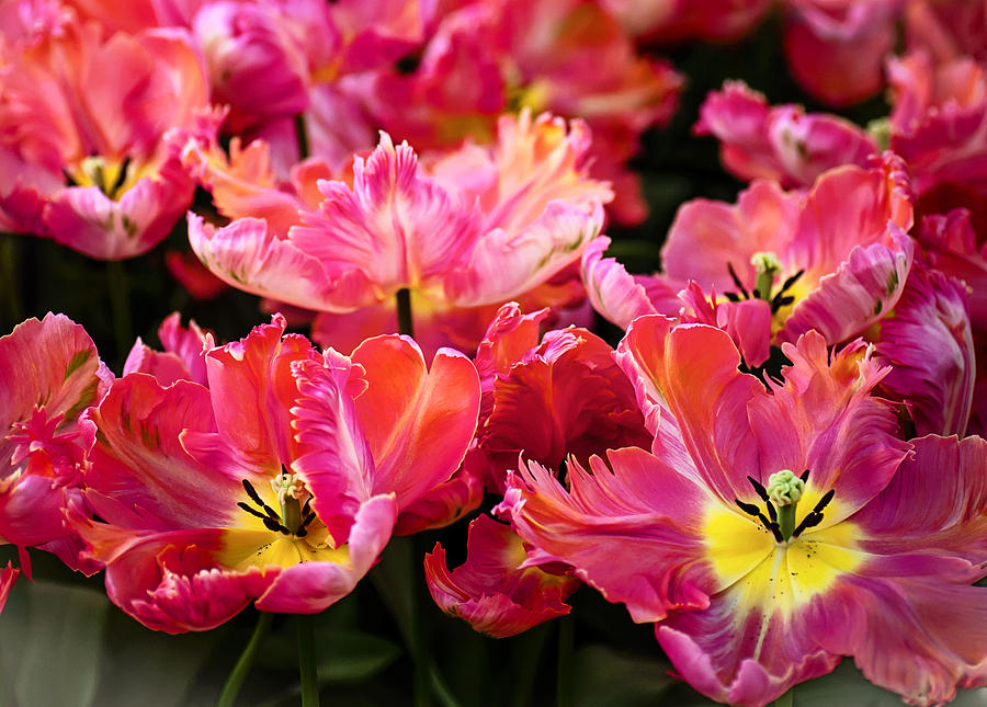 Parrot Tulips. The Tulips of Holland Photograph by Jenny Rainbow