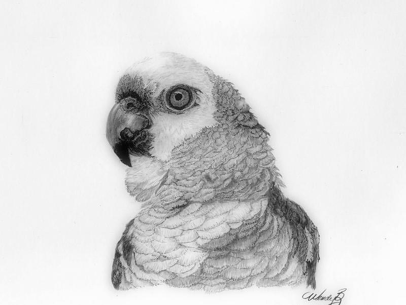 Parrot Drawing - Parrot by Wendy Brunell