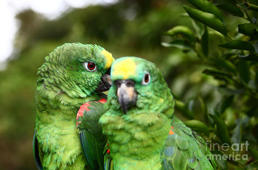 Parrot Whispers Photograph by James Brunker