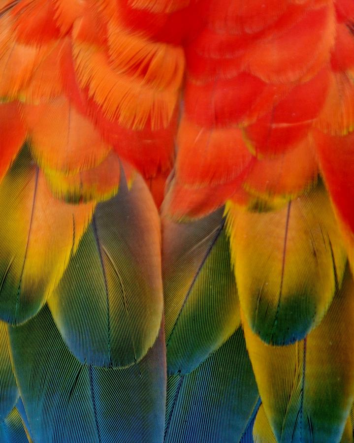 Parrot Wings II Photograph by Linda Russell - Fine Art America