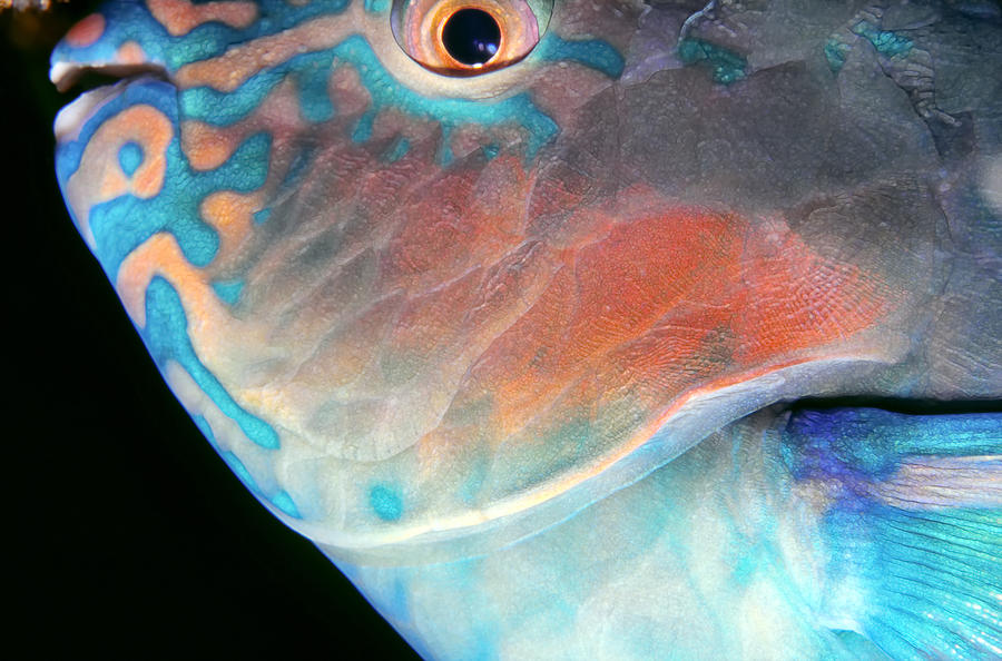 Fish Photograph - Parrotfish 2 by Dawn Eshelman