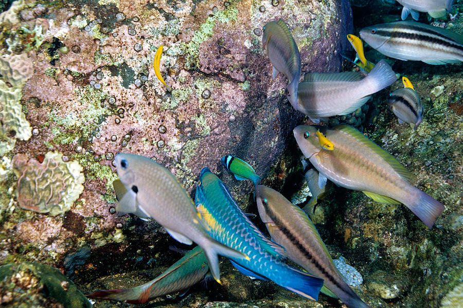 Parrotfish Eat Sergeant Major Eggs Photograph by Andrew J. Martinez
