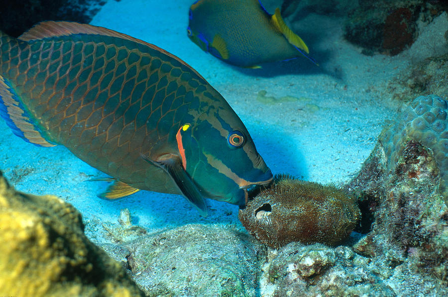 Animal Photograph - Parrotfish Eating Urchin by Charles Angelo
