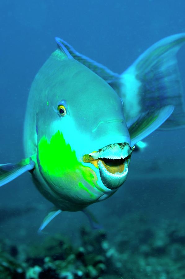 Fish Photograph - Parrotfish by Louise Murray/science Photo Library