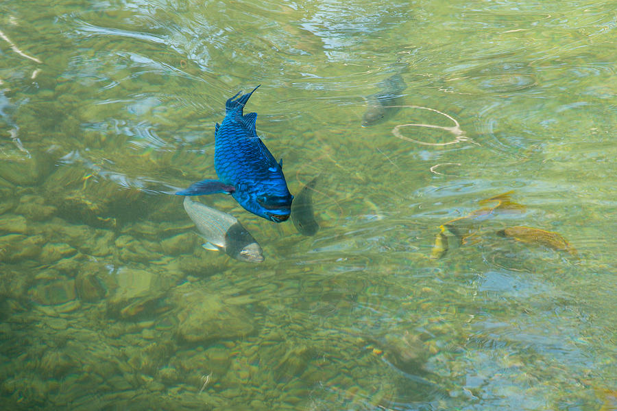 Parrotfish on a Swim Photograph by John M Bailey