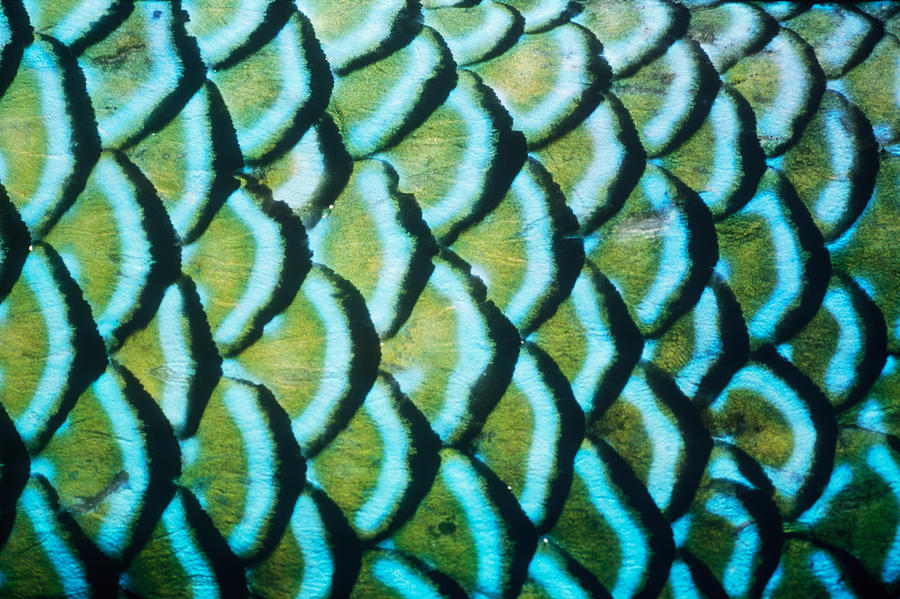 Parrotfish Scales Photograph by Jeffrey Rotman