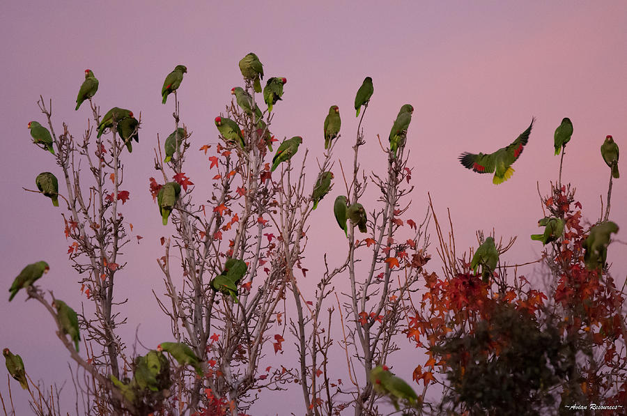 Parrots at Roost Photograph by Avian Resources