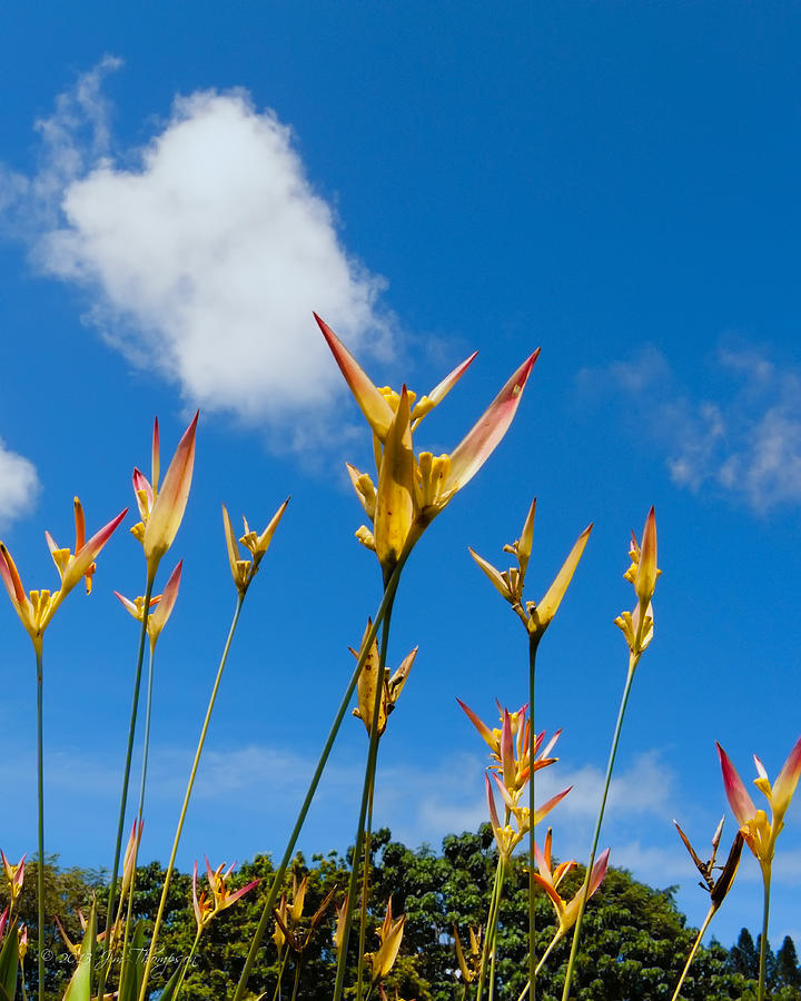 Parrots Beak Heliconia Stretching to the Sky Photograph by Jim Thompson