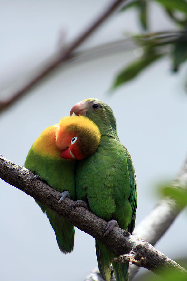 Parrots Being Affectionate Photograph by Robert Hamm