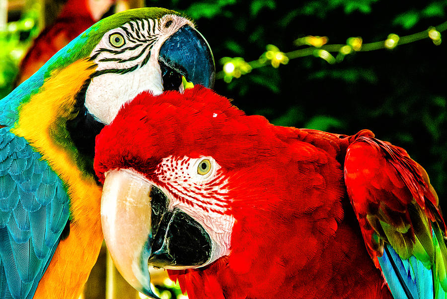 Parrots can talk Photograph by Louis Dallara