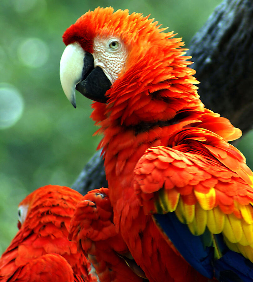 Colorful Companions Parrots Perched on a Branch Photograph by Chauncy Holmes