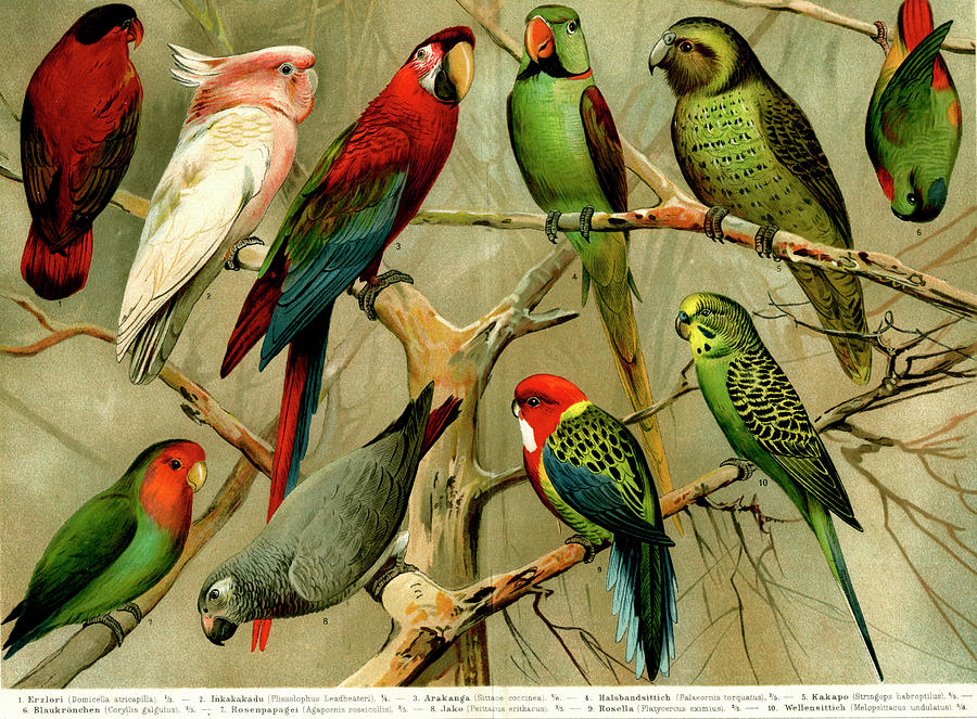 Parrots Photograph by Collection Abecasis/science Photo Library