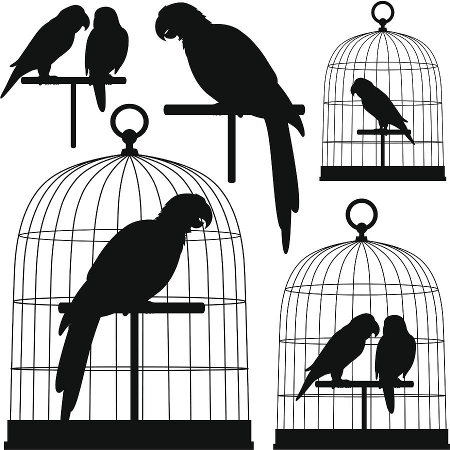 Parrots In Silhouette Drawing by Kathykonkle