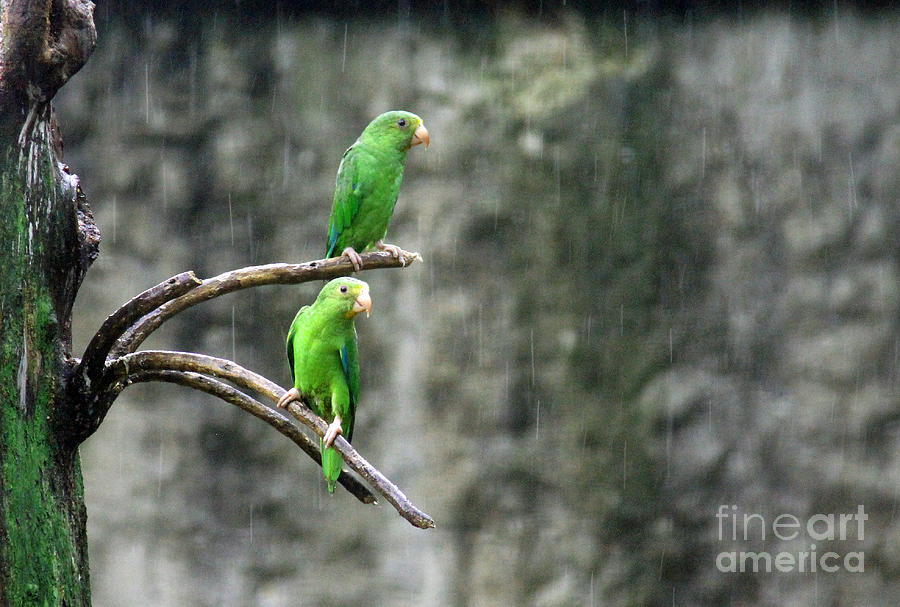 Parrots in the Rain Photograph by Bob Hislop