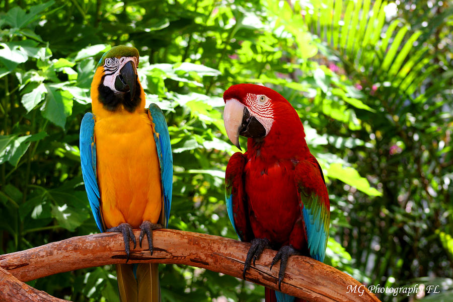 Parrot's Photograph - Parrots Perch by Marty Gayler Parrot's Photograph - Parrots Perch by Marty Gayler