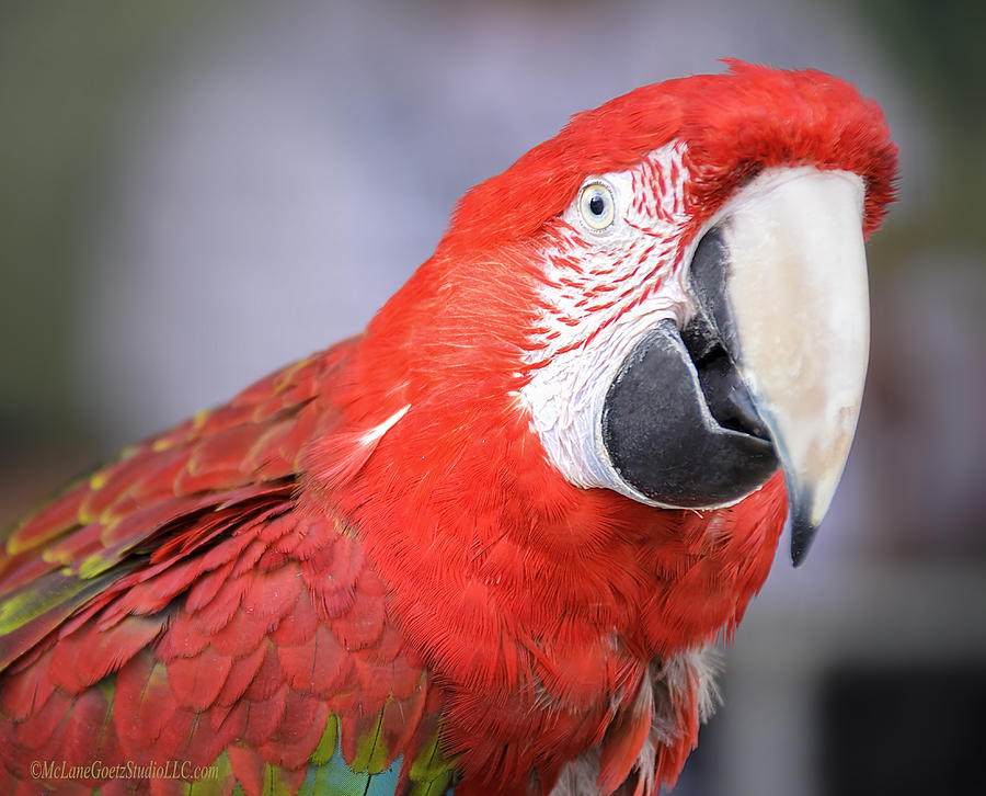 Parrot Macaw Photograph by LeeAnn McLaneGoetz McLaneGoetzStudioLLCcom