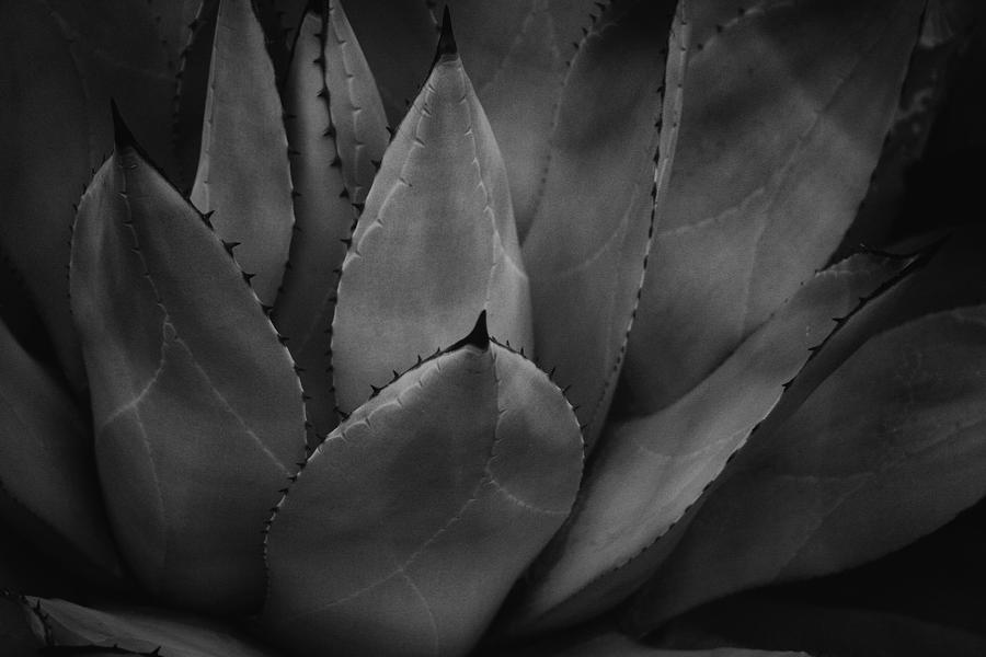 Parrys Agave  Photograph by Ben Shields