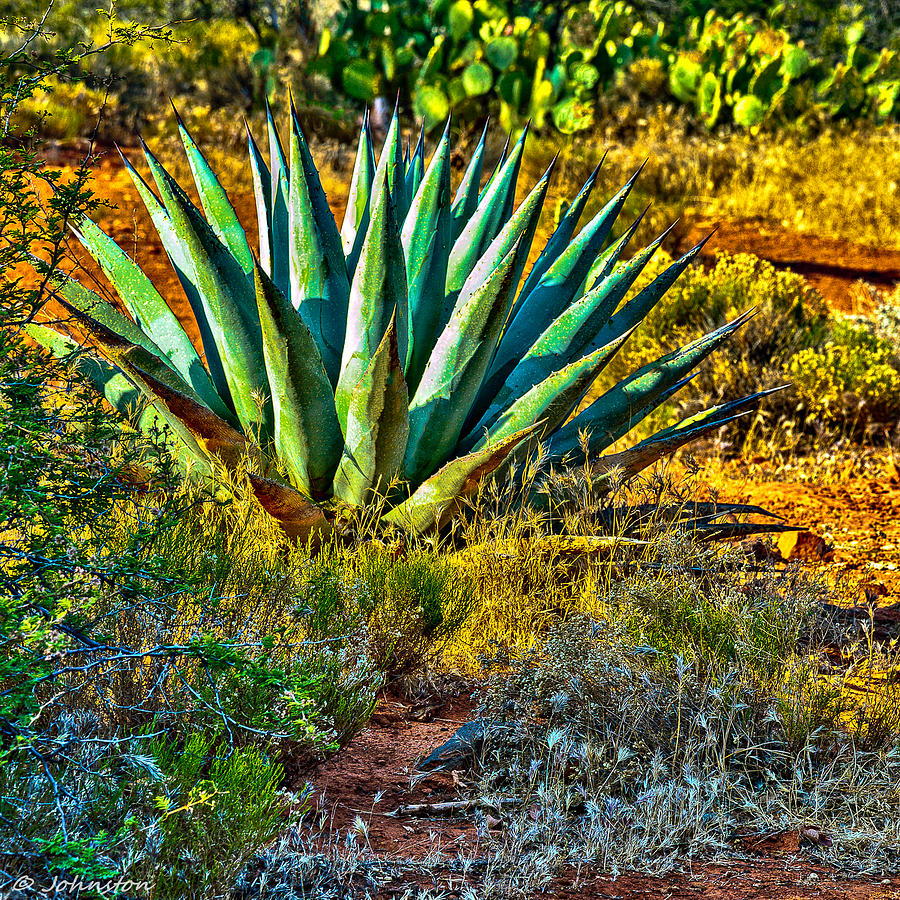Hummingbird Photograph - Parrys Agave Sometimes called Century Plant by Bob and Nadine Johnston