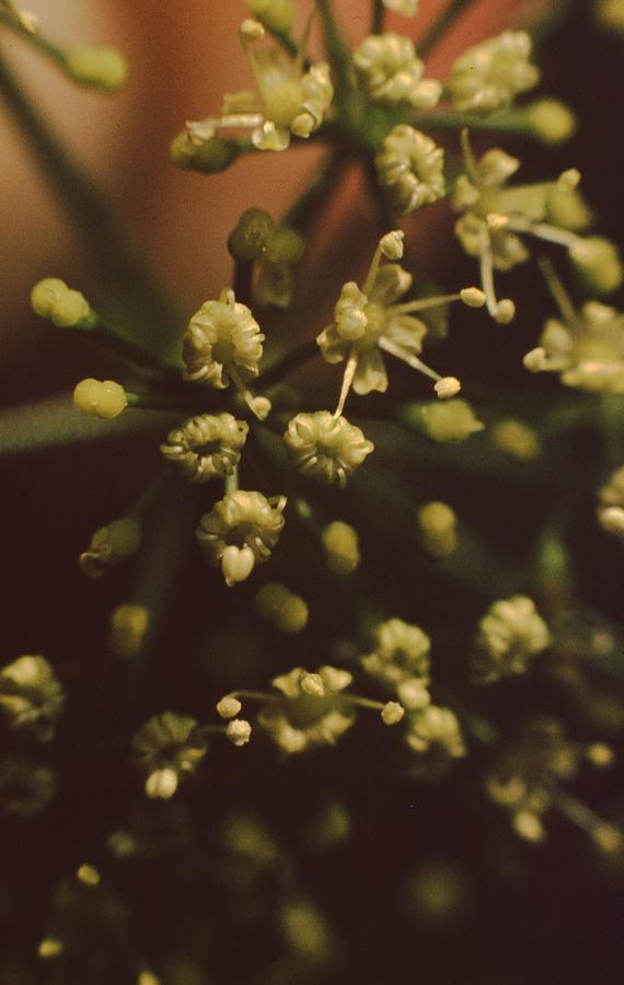 Parsley Flower Photograph by Retro Images Archive
