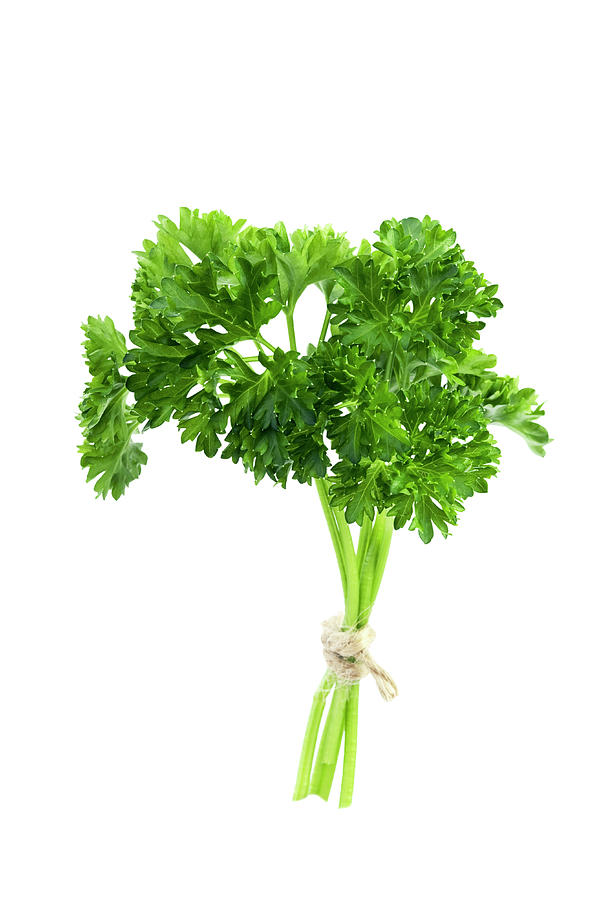 Parsley Photograph by Geoff Kidd/science Photo Library - Fine Art America