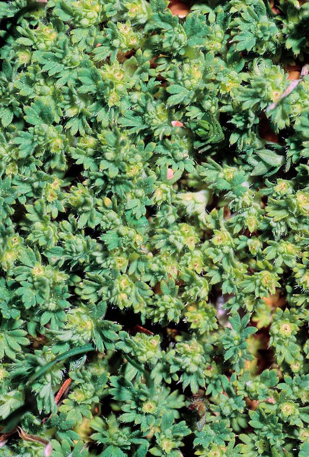 Parsleypiert (aphanes Arvensis) Photograph by Bruno Petriglia/science