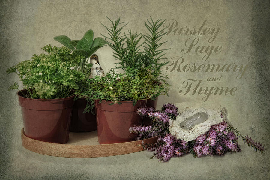 Parsley Sage Rosemary and Thyme Photograph by Robin-Lee Vieira