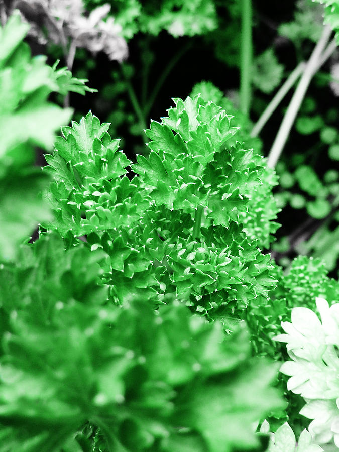 Herb Photograph - Parsley by Steve Taylor