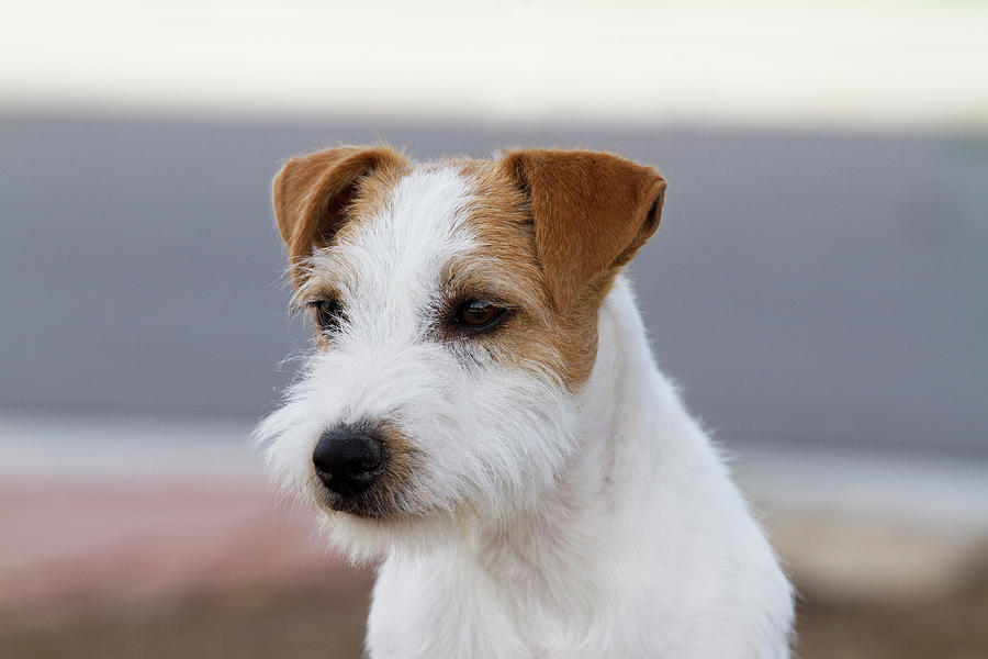 Dog Photograph - Parson Russell Terrier by Piperanne Worcester
