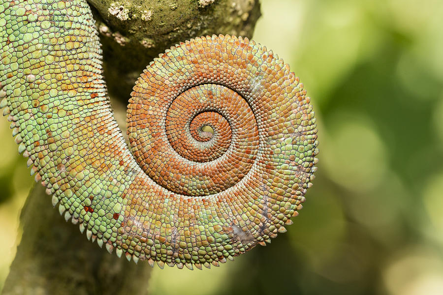 Parsons Chameleon Coiled Tail Madagascar Photograph by Konrad Wothe