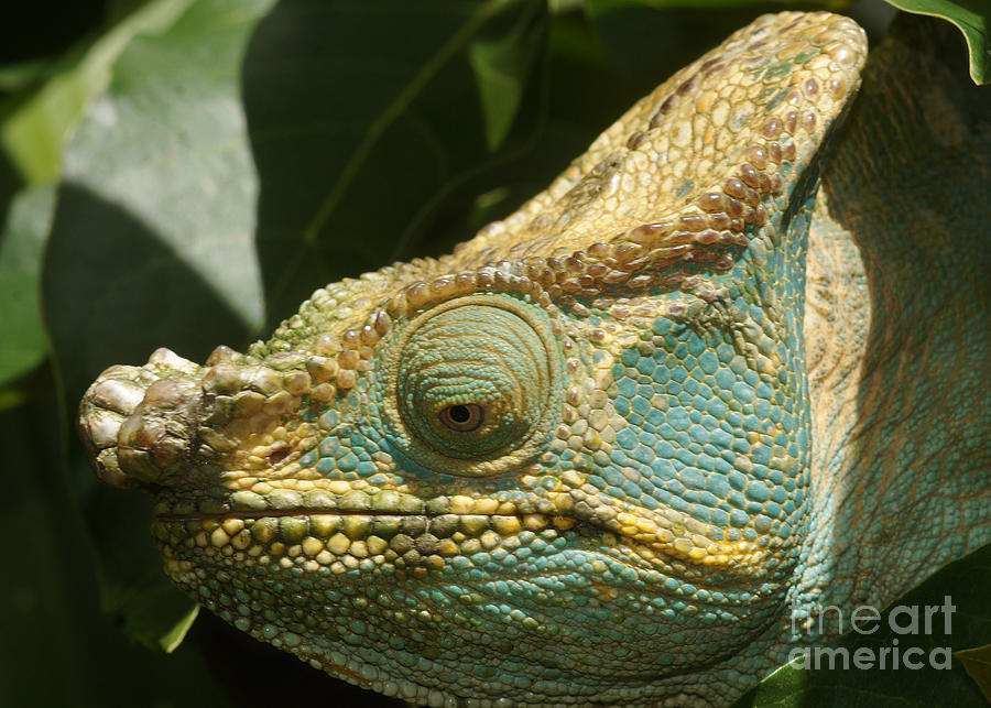 Parsons chameleon from Madagascar 12 Photograph by Rudi Prott